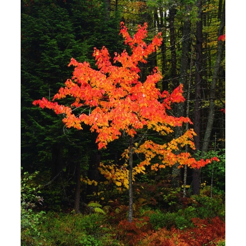 New York, Adirondack Park, Autumn Maple trees